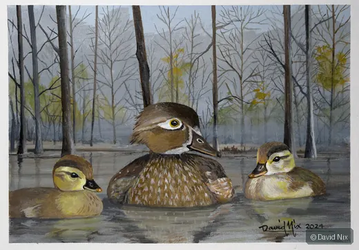 Mama Wood Duck with Babies wildlife artwork.