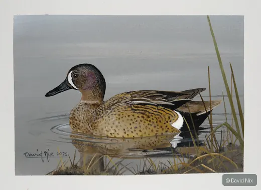 Blue-Winged Teal; blue-winged teal wildlife subject in wetland setting.