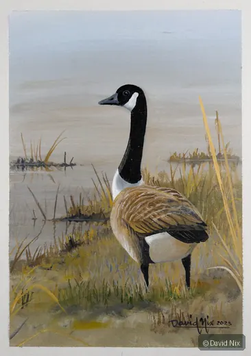 Canada Goose on Shoreline wildlife artwork.