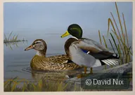 Mallard Pair on Shoreline; mallard duck wildlife artwork.