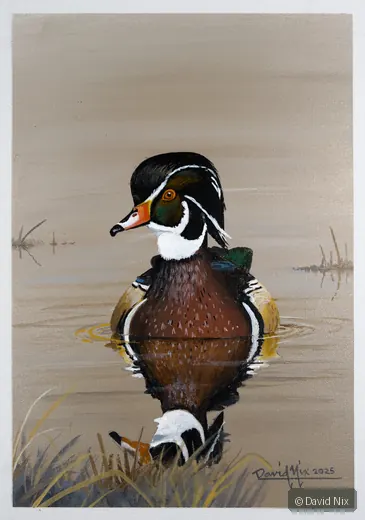 Wood Duck Reflected wildlife artwork.