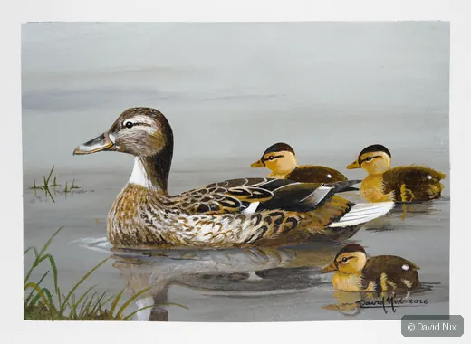 Mallard Duck family with ducklings on calm water.