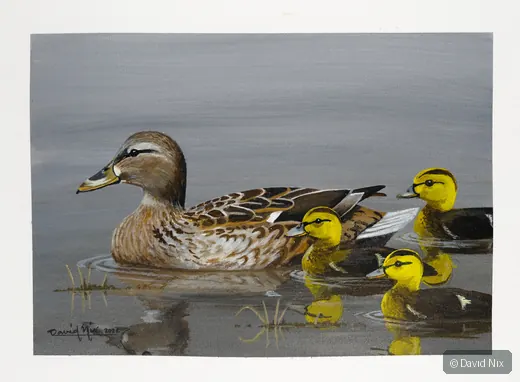 Mallard Duck family with ducklings on calm water.