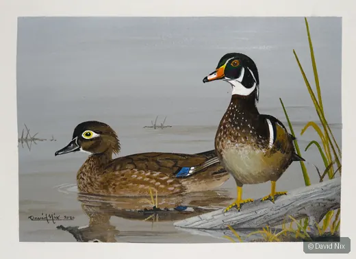 Pair of wood duck in a marsh or wetland setting.