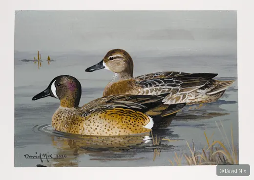 Male and female blue-winged teal pair on calm water.