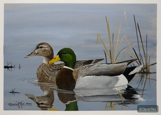 Mrs. Mallard Leading the Way; mallard duck wildlife artwork.