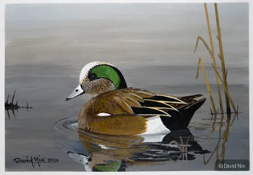 American Wigeon Floating in Reeds wildlife artwork.
