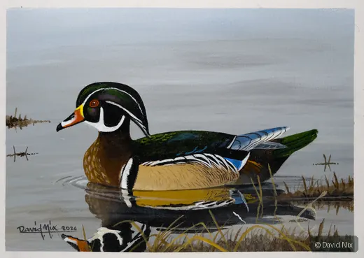 Wood Duck Exploring on the Pond wildlife artwork.