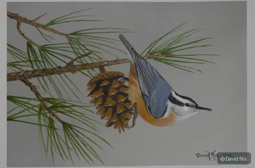Red-Breasted Nuthatch; original wildlife artwork in the waterfowl series.
