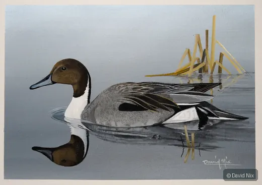 Clever Pintail; pintail duck wildlife artwork.
