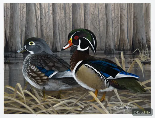Wood Duck Pair in Woods wildlife artwork.