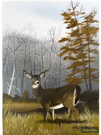 Young Buck in Autumn; whitetail deer subject in the wildlife series.