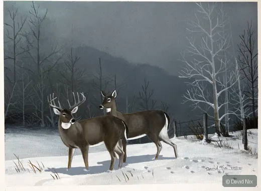 Buck and Doe in the Snow; whitetail deer subject in the wildlife series.