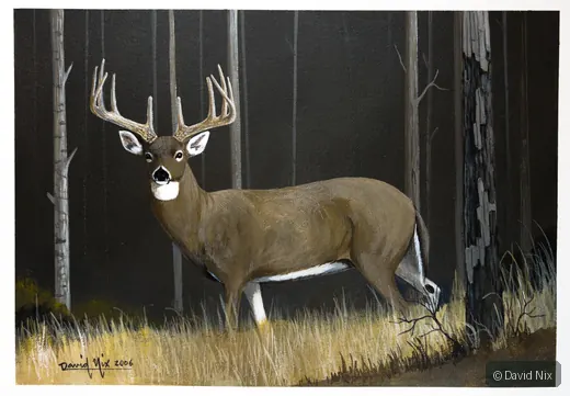 Buck in Forest at Night; whitetail deer subject in the wildlife series.