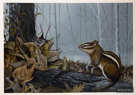 Forest Friends; raccoon subject in the wildlife series.