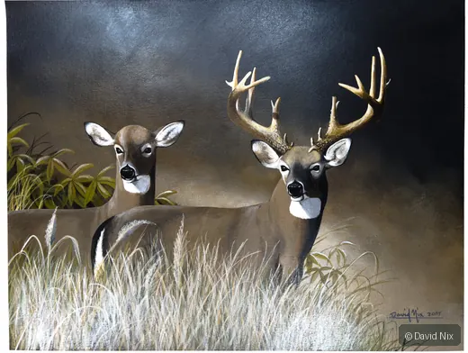 Buck and Doe in the Grass; whitetail deer subject in the wildlife series.