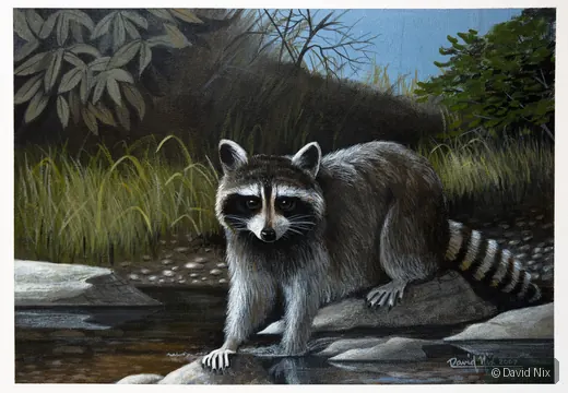 Raccoon on Creek’s Edge; original wildlife artwork in the wildlife series.