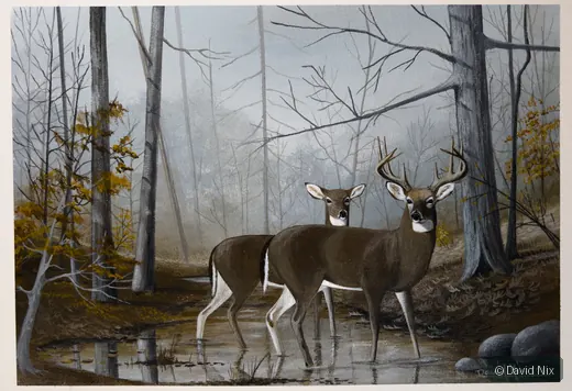 Buck and Doe Crossing a Stream; whitetail deer subject in the wildlife series.