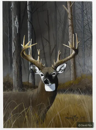 Buck on Forest’s Edge; whitetail deer subject in the wildlife series.