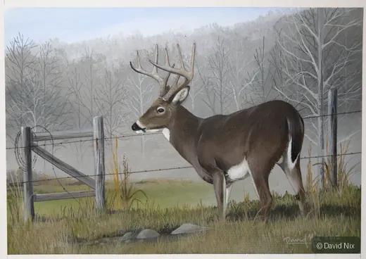 Buck at Fenceline; whitetail deer subject in the wildlife series.