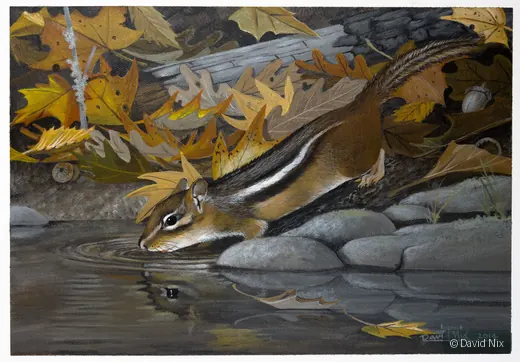 Thirsty Chipmunk; original wildlife artwork in the wildlife series.