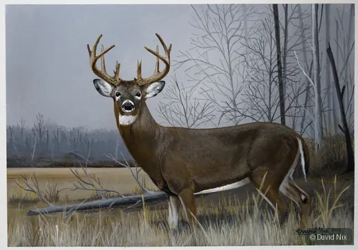 Buck in Winter Field; whitetail deer subject in the wildlife series.