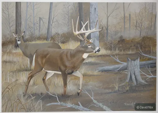 Deer on the Move; whitetail deer subject in the wildlife series.