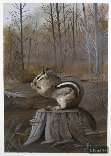 Chipmunk Snacking; original wildlife artwork in the wildlife series.