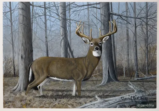 Buck in Winter  Forest; whitetail deer subject in the wildlife series.