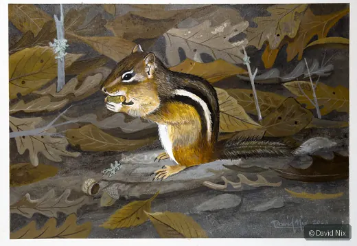 Chipmunk Snacking in Leaves; original wildlife artwork in the wildlife series.