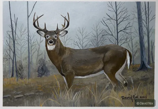 Buck in Profile; whitetail deer subject in the wildlife series.