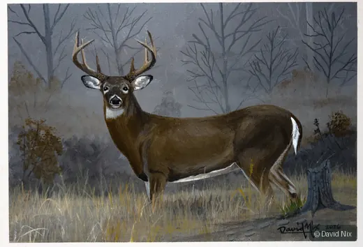 Alert Buck; whitetail deer subject in the wildlife series.