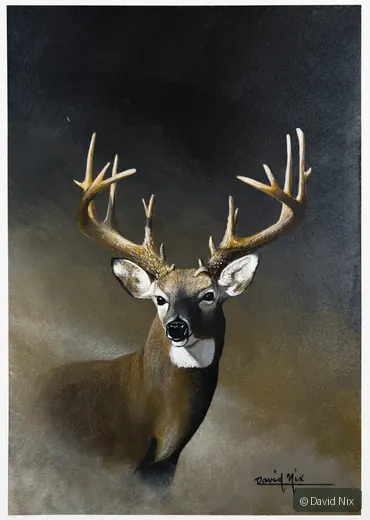 Portait of a Buck; whitetail deer subject in the wildlife series.