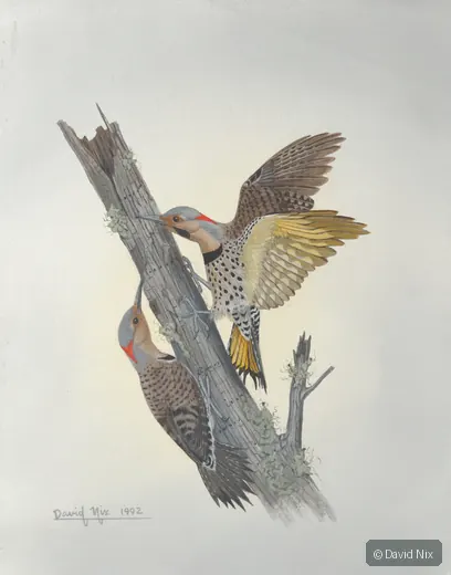 Two flickers in action around tree snag.