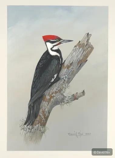 Pileated woodpecker on snag.