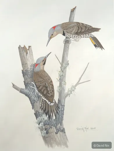 Two red-bellied woodpeckers on deadwood.