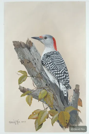 Red-bellied woodpecker with yellow leaves.
