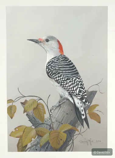 Red-bellied woodpecker with leaves.