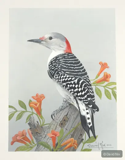 Red-bellied woodpecker with orange flowers.
