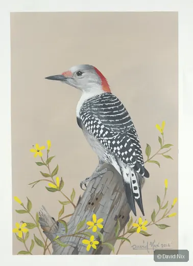Red-bellied woodpecker with yellow flowers.