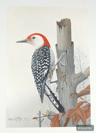Red-bellied woodpecker on post with fall leaves.
