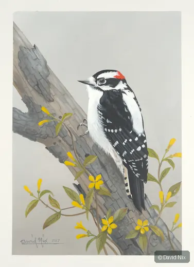 Black-and-white woodpecker on branch with yellow flowers.