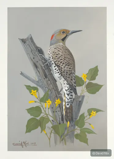 Northern flicker-like bird with yellow flowers.