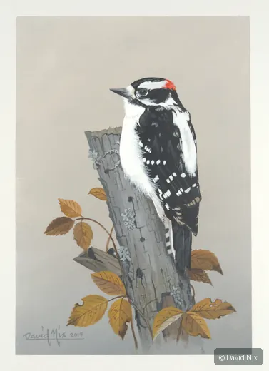 Black-and-white woodpecker with autumn leaves.