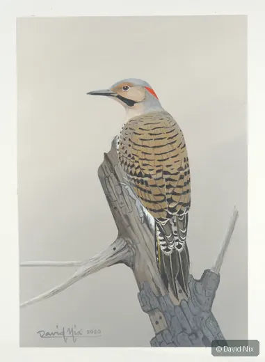 Flicker on broken snag, minimalist background.