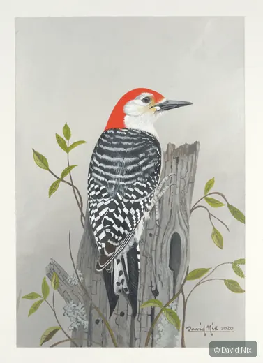 Red-bellied woodpecker on post with nest hole/leaves.