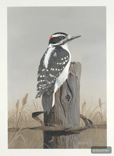 Black-and-white woodpecker on fencepost.