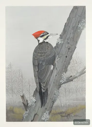 Pileated woodpecker rear view on tree.