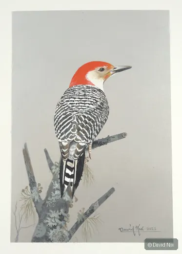 Red-bellied woodpecker on branch, minimalist.