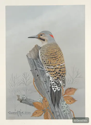 Flicker on snag with autumn leaves.